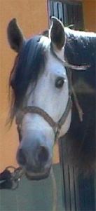 Furia,Caballo de pura raza espa&ntilde;ola
